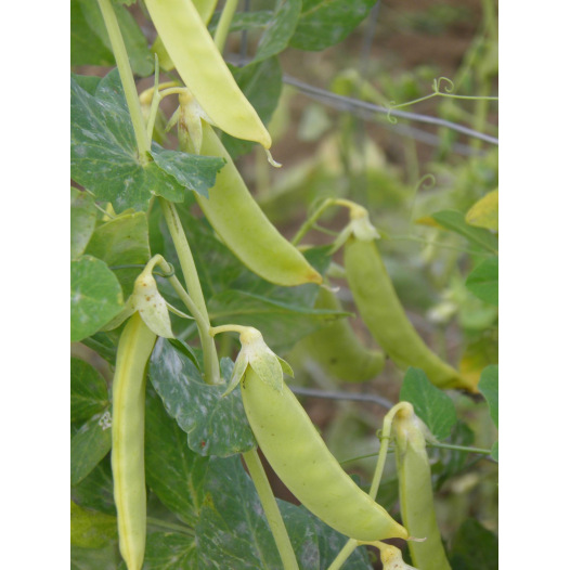 Pois à rames mangetout à Cosses jaunes Saint Désirat