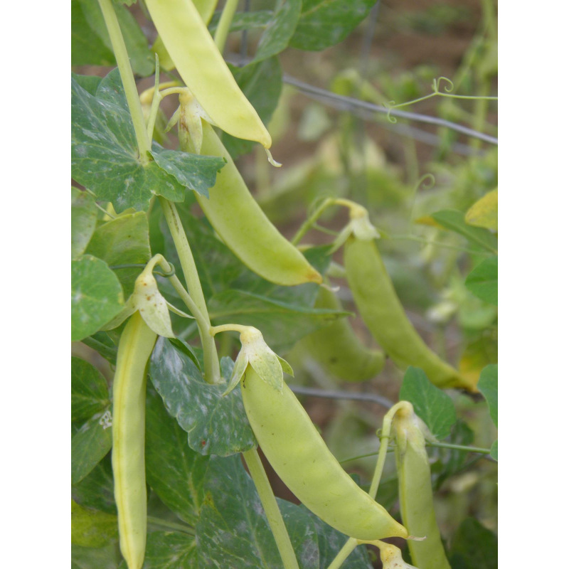 pois a rames mangetout fondant de st desirat
