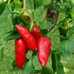 Paprika Pantos Paprika Pantos