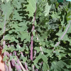 Chou Kale Red Ursa Chou Kale Red Ursa