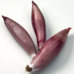 Oignon Cuisse de Poulet du Poitou Oignon Cuisse de Poulet du Poitou