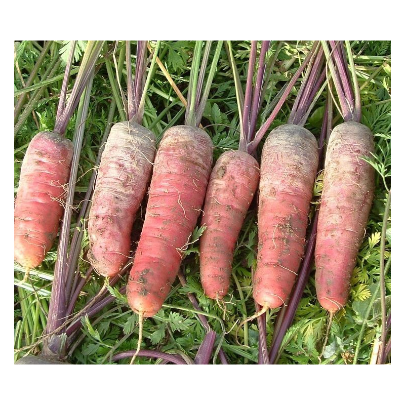 C-LARSS 100 Graines De Carottes Violettes Superbes Graines De Fruits De Légumes Délicieux Héritage Pour La Maison 