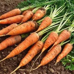 Carotte Géante de Tilques à pétioles verts