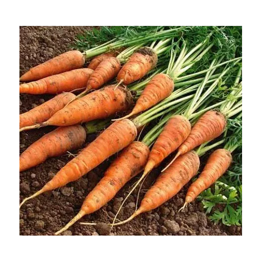 Wortel Géante de Tilques à pétioles verts