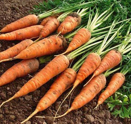 12 sachets de graines pour…cultiver les légumes insolites | Plume de carotte
