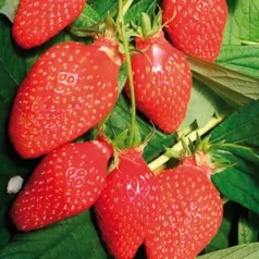 Fraisier Mamie - 25 plants - calibre B