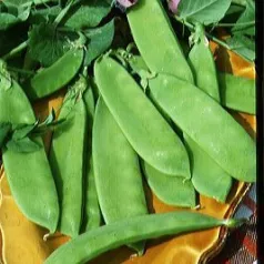 Pois à rames mangetout Heraut Pois à rames mangetout Heraut