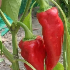 Piment de la Bresse Piment de la Bresse