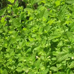 Mélisse - Aromatique - Semailles Mélisse - Aromatique - Semailles