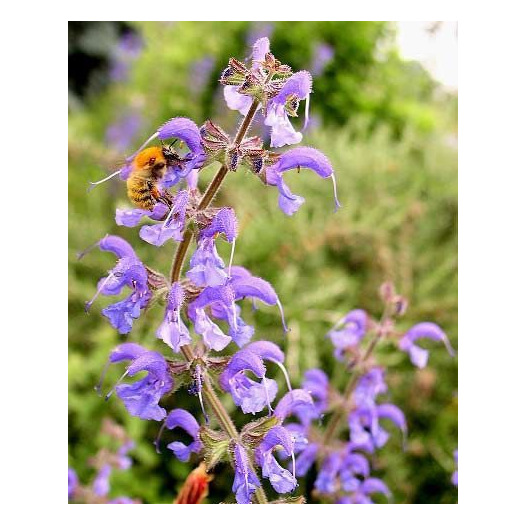 Sauge des près, Sauge commune, Salvia pratensis : planter, cultiver,  multiplier