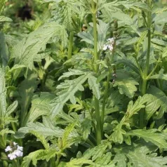 Verveine Officinale Verveine Officinale