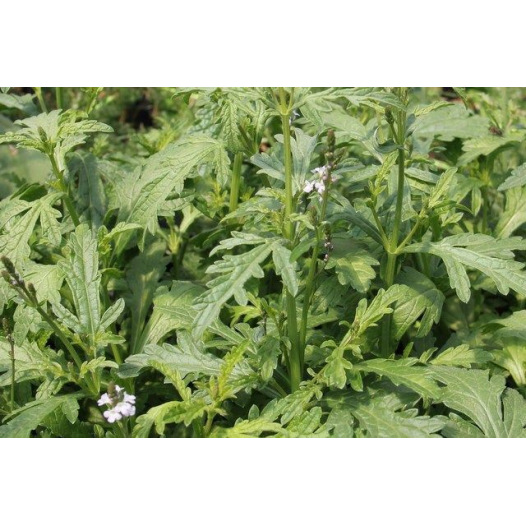 Verveine Officinale