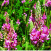 Sainfoin (engrais vert)