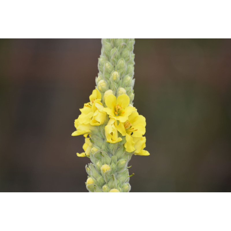 Graines bio de Bouillon blanc