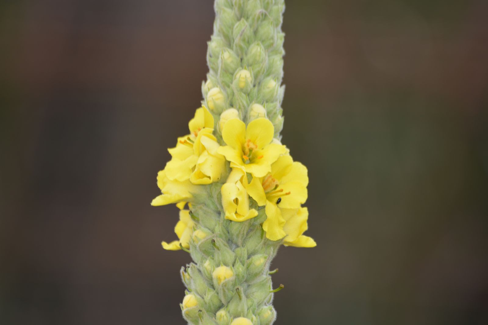 Graines bio de Bouillon blanc