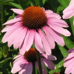 Echinacea purpurea Echinacea purpurea