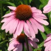Echinacea  Purpurea of zonnehoed