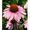 Echinacea purpurea