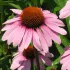 Echinacea  Purpurea of zonnehoed
