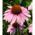 Echinacea  Purpurea