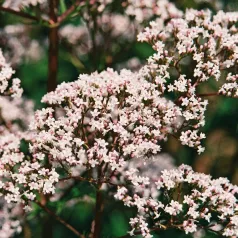 Valeriaan Officinalis Valeriaan Officinalis