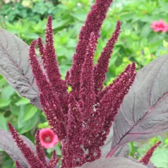 Amarant rood Amarant rood