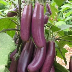 Aubergine Puso Purple Cluster Aubergine Puso Purple Cluster