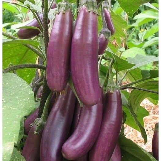 Aubergine Puso Purple Cluster