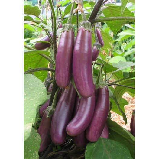 Aubergine Puso Purple Cluster