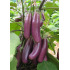 Aubergine Puso Purple Cluster