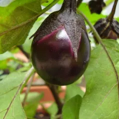 Aubergine Bambino Aubergine Bambino