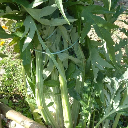 Cardon argenté de Plainpalais