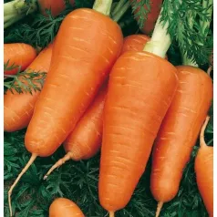 Wortel uit Chantenay rood hart 2 Wortel uit Chantenay rood hart 2