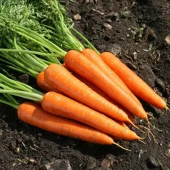 Wortel vroege uit Milaan Wortel vroege uit Milaan
