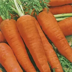 Carotte Dolciva Carotte Dolciva