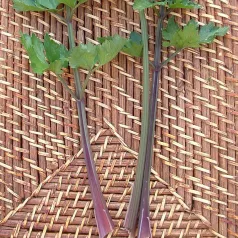 Céleri à côtes Violettes Céleri à côtes Violettes