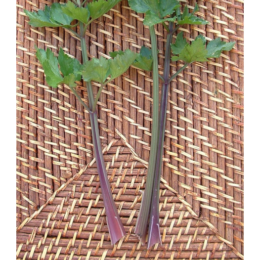 Céleri à côtes Violettes