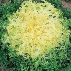 Chicorée frisée Wallonne Chicorée frisée Wallonne