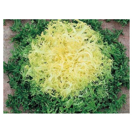 Chicorée frisée Wallonne