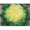 Chicorée frisée Wallonne