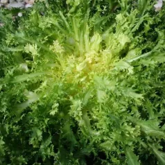 Chicorée frisée Grosse Pancalière Chicorée frisée Grosse Pancalière