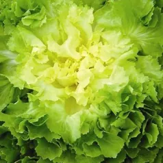 Breedbladige andijvie groen rond met volle hart Breedbladige andijvie groen rond met volle hart