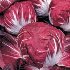 Andijvie Radicchio Rouge de Vérone Andijvie Radicchio Rouge de Vérone