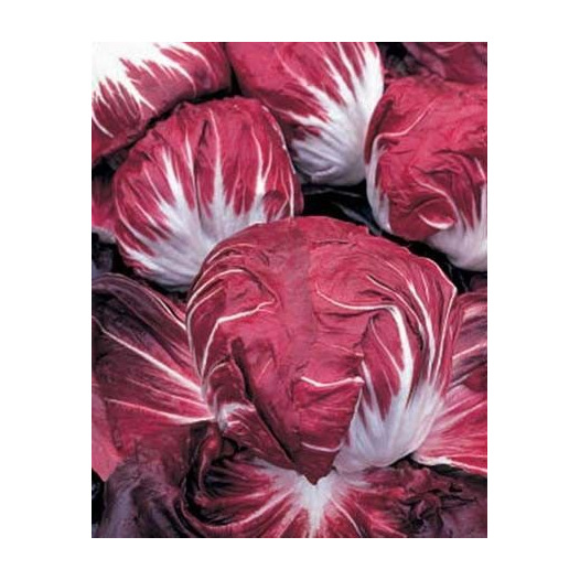 Chicorée Radicchio Rouge de Vérone