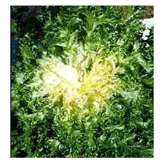 Chicorée frisée Grosse pommant seule Chicorée frisée Grosse pommant seule