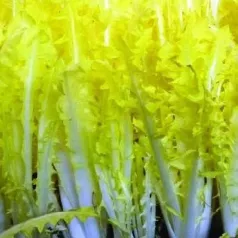 Andijvie Barbe de Capucin Andijvie Barbe de Capucin