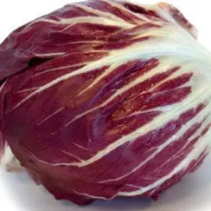 Andijvie Radicchio Chiogga Palla Rossa Andijvie Radicchio Chiogga Palla Rossa