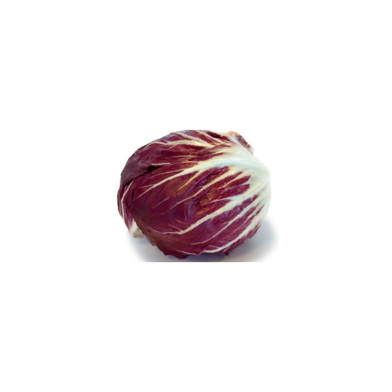chicoree radicchio chiogga palla rossa