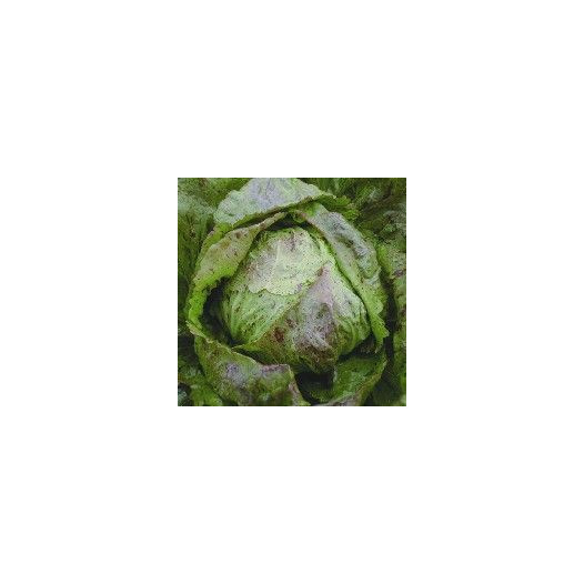 Chicorée Radicchio Piave Medio
