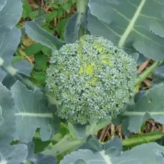 Broccoli Groene Calabrese Broccoli Groene Calabrese